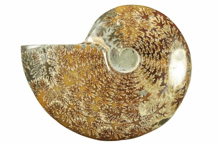 Polished Ammonite (Cleoniceras) Fossil - Madagascar #266769